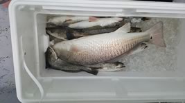 Babes on the bay - 2016 - Guided any bait division, first place in the heaviest redfish division,27.5 inches, 8.66 lbs