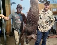 Nice Texas Pig Hunt